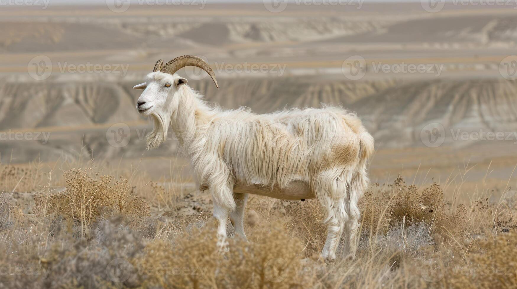 Majestic white goat standing on a dry hillside with expansive, colorful geological formations behind photo