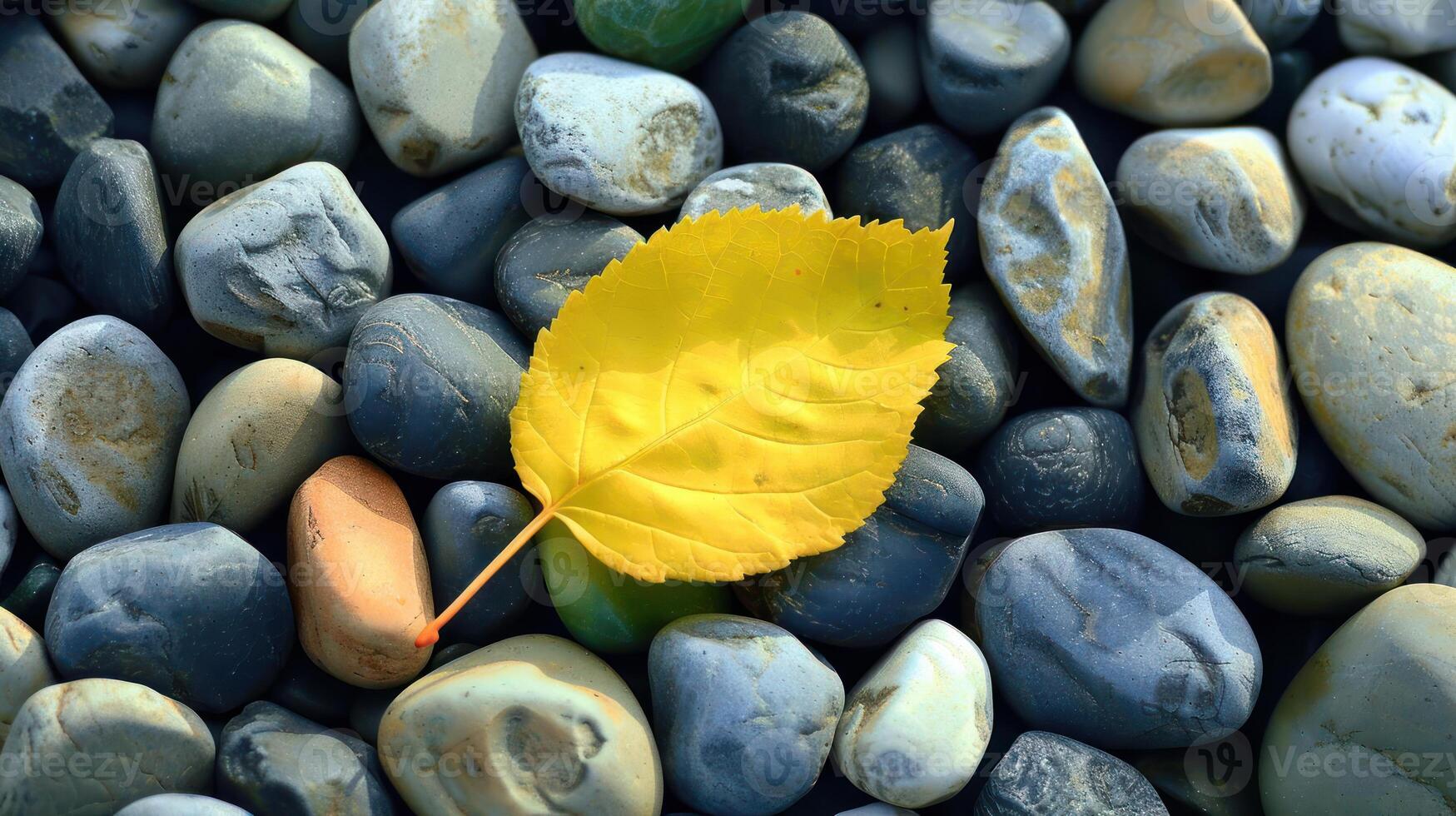 A vibrant yellow leaf resting on a bed of smooth, multicolored pebbles by a serene water edge photo