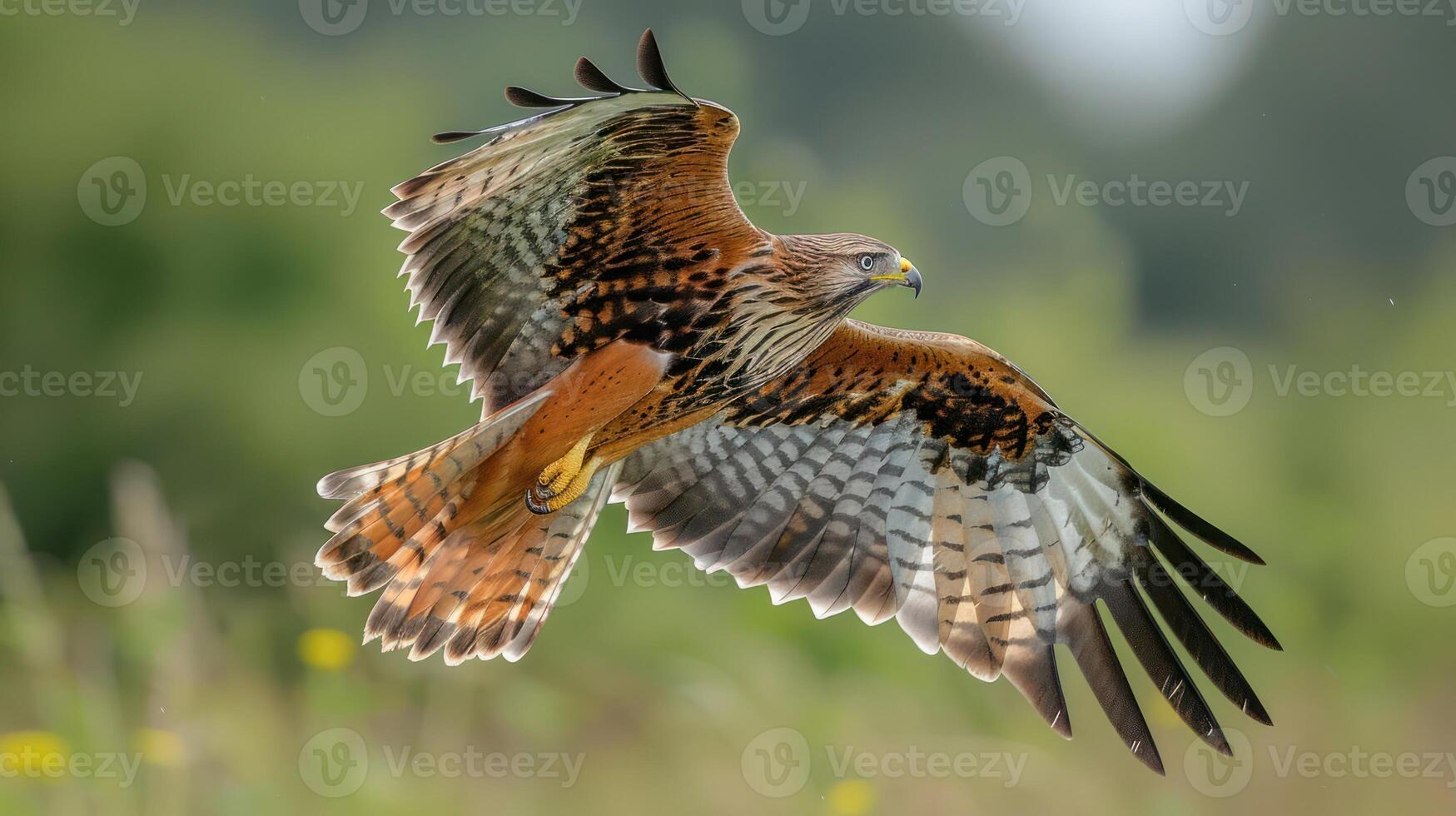 Majestic red kite soaring gracefully over a lush green landscape with wildflowers in bloom photo