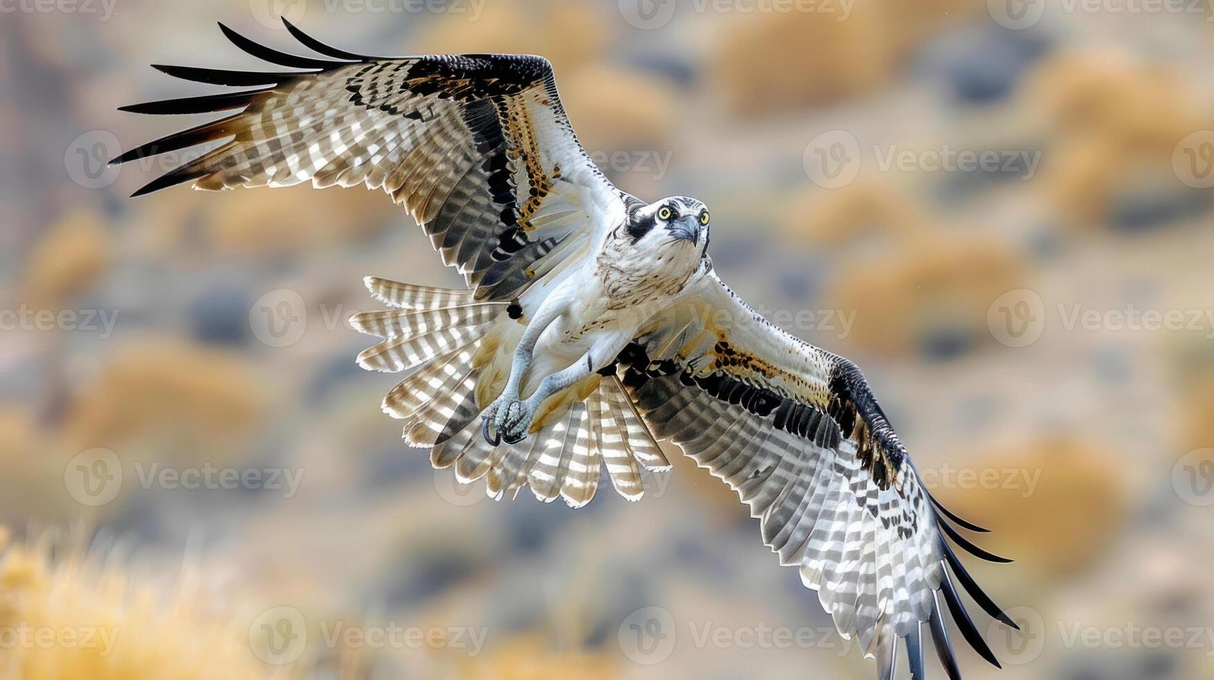 Majestic hawk soaring over a golden landscape, capturing the essence of freedom and nature's beauty photo