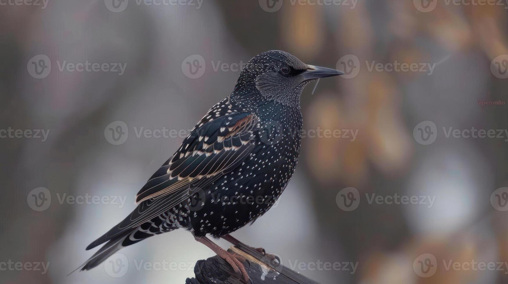 Close-up of a starling perched on a branch amidst blurred autumn foliage, showcasing its iridescent feathers photo