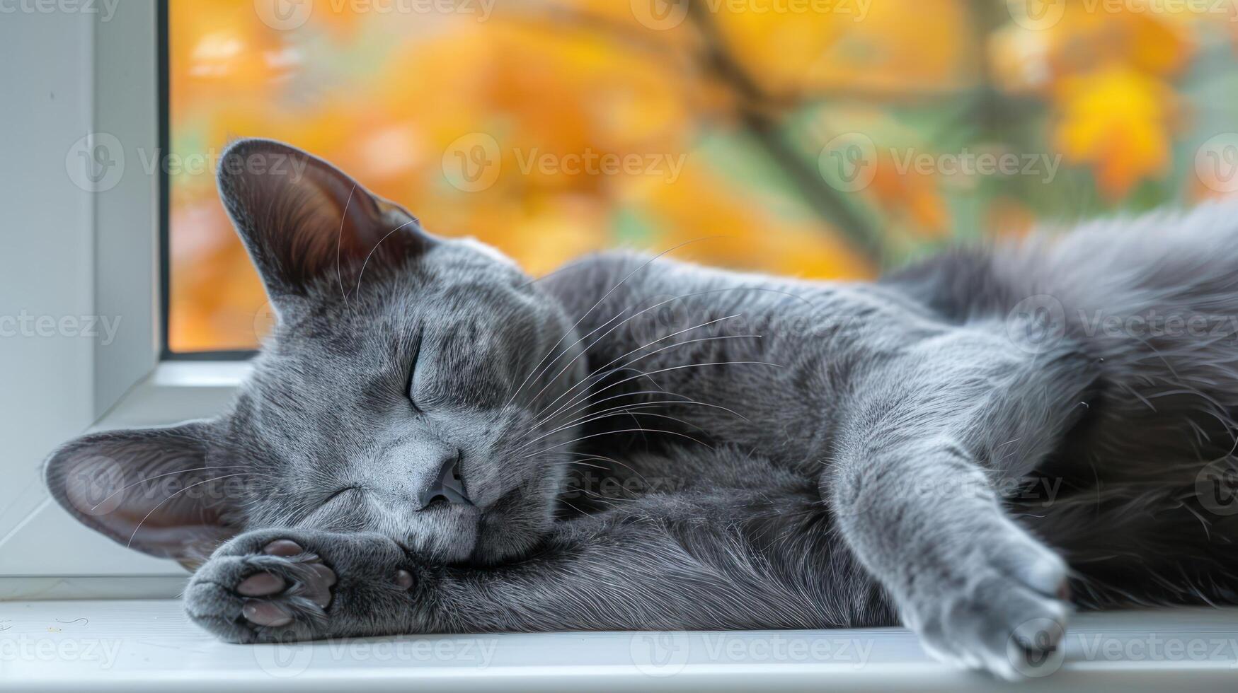 Grey cat peacefully sleeping on a windowsill with autumn leaves softly blurred in the background photo