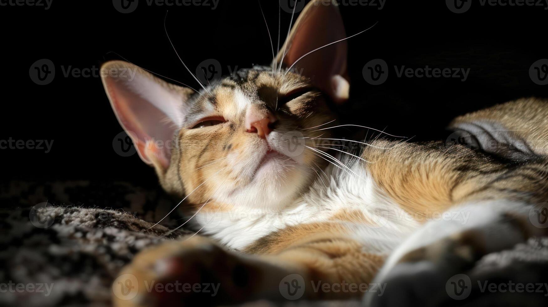 A relaxed cat basking in sunlight, showcasing its calm demeanor on a cozy surface photo