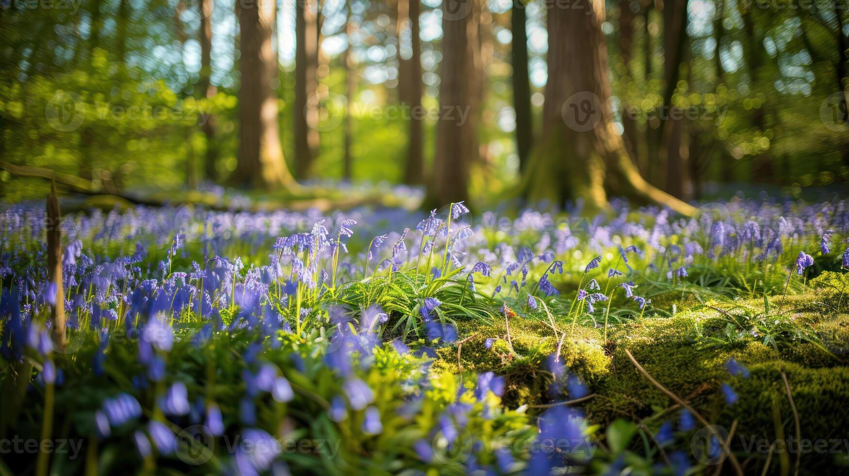 Vibrant bluebells bloom in a sunlit forest, creating a serene atmosphere among tall trees photo