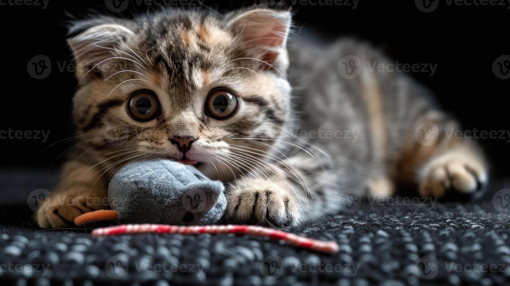 Adorable kitten playing with a toy mouse on a textured black surface, showcasing playful behavior photo