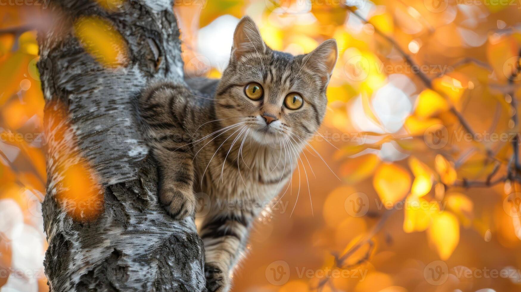 A curious cat perched on a tree branch surrounded by vibrant autumn foliage photo