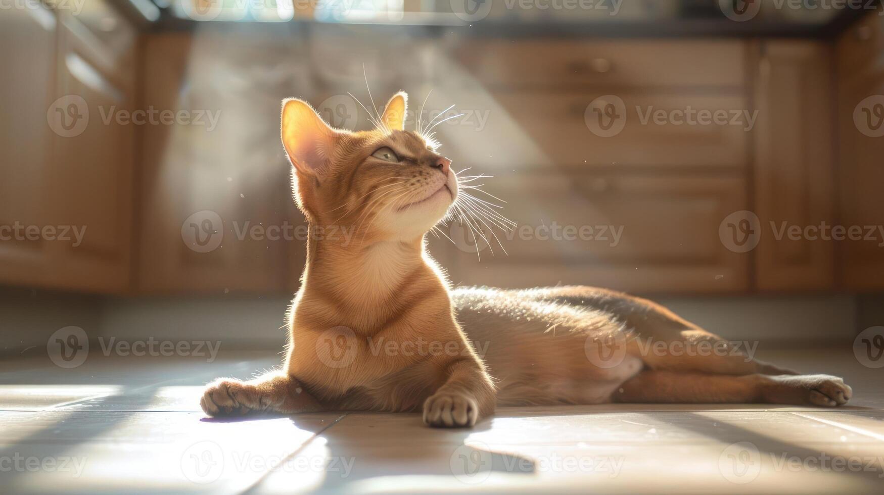 A serene orange cat basking in sunlight on a kitchen floor, with soft rays illuminating the space photo