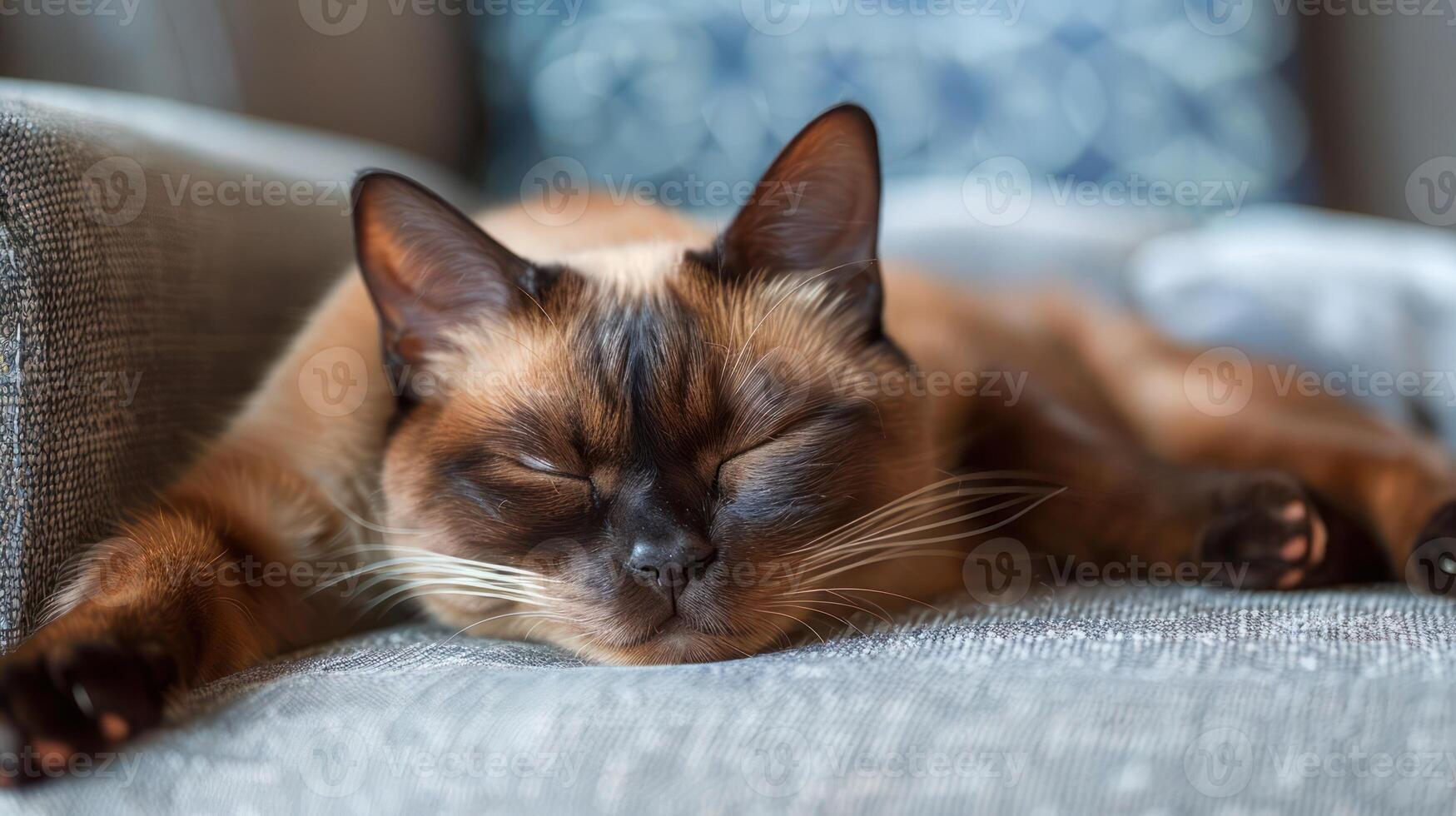 A serene brown cat peacefully sleeping on a cozy sofa with a patterned background photo