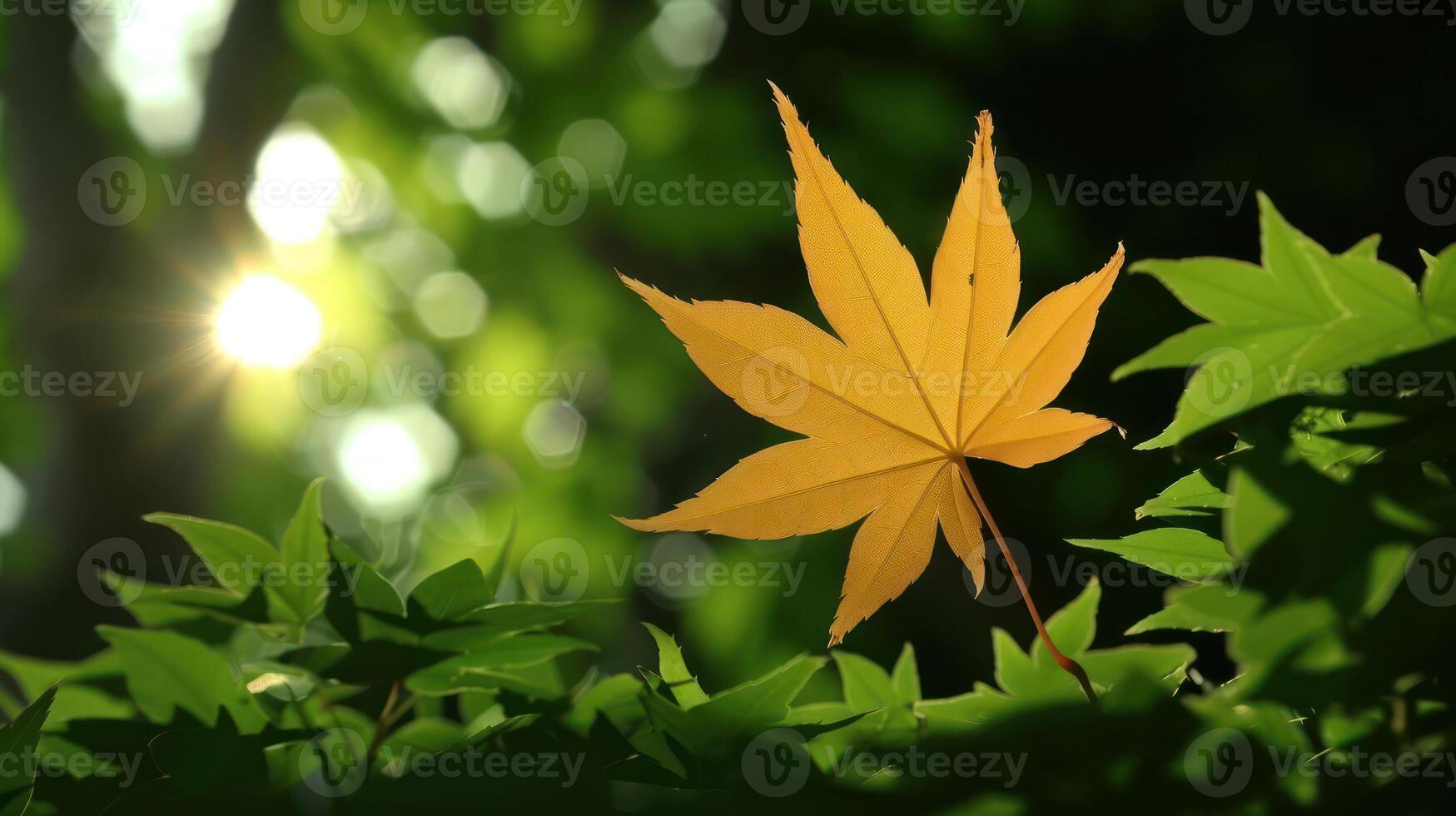 Vibrant golden maple leaf stands out against a lush green background, illuminated by sunlight photo