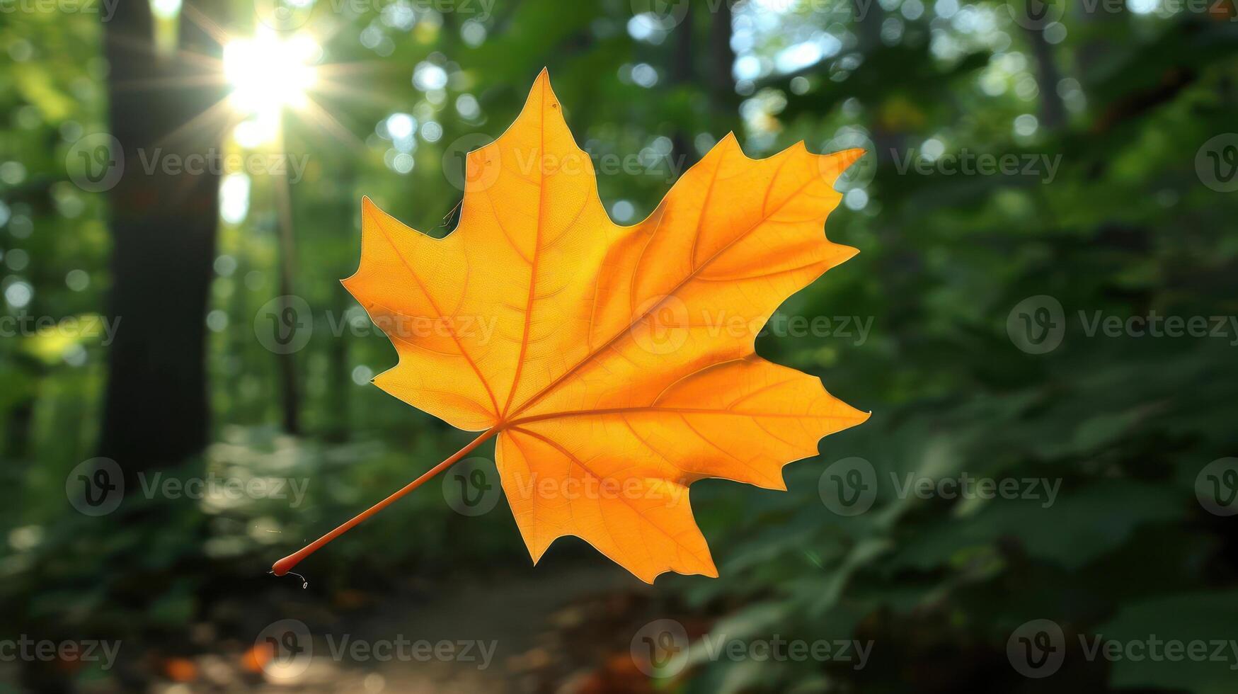 Vibrant orange maple leaf suspended in a sunlit forest, showcasing autumn's beauty and tranquility photo