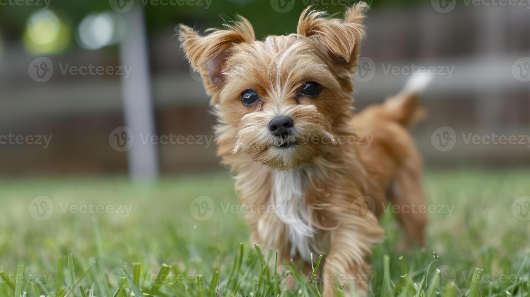 Playful small dog running on green grass in a backyard with blurred trees in the background photo