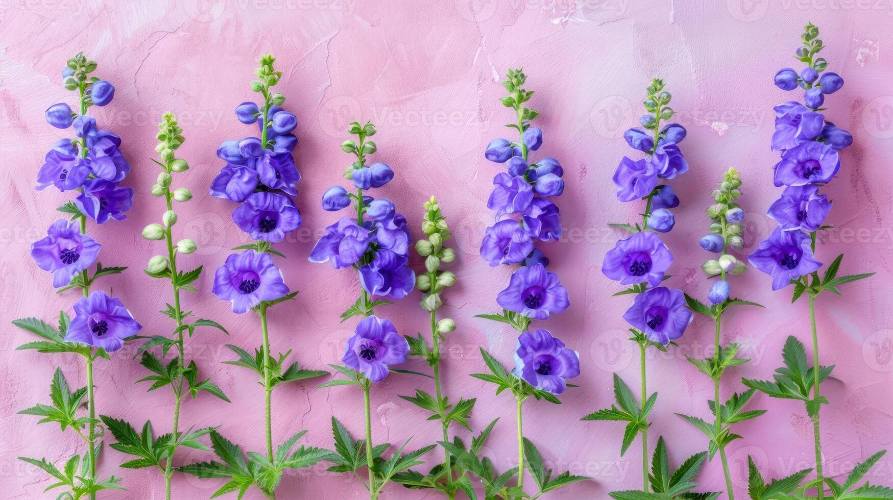 Vibrant purple flowers arranged elegantly on a soft pink background, showcasing nature's beauty photo