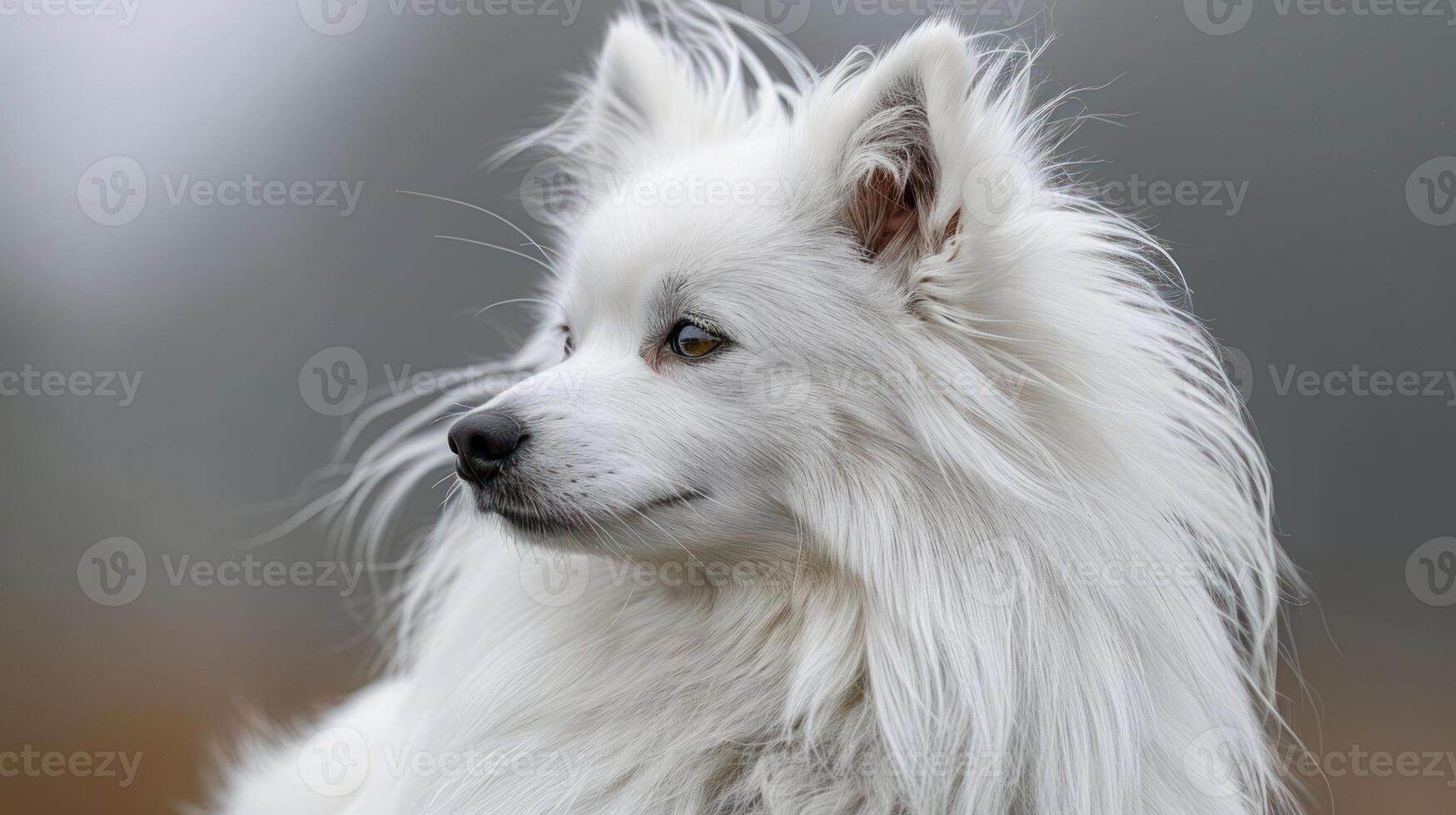 Majestic white dog with fluffy fur gazing into the distance in a serene outdoor setting photo