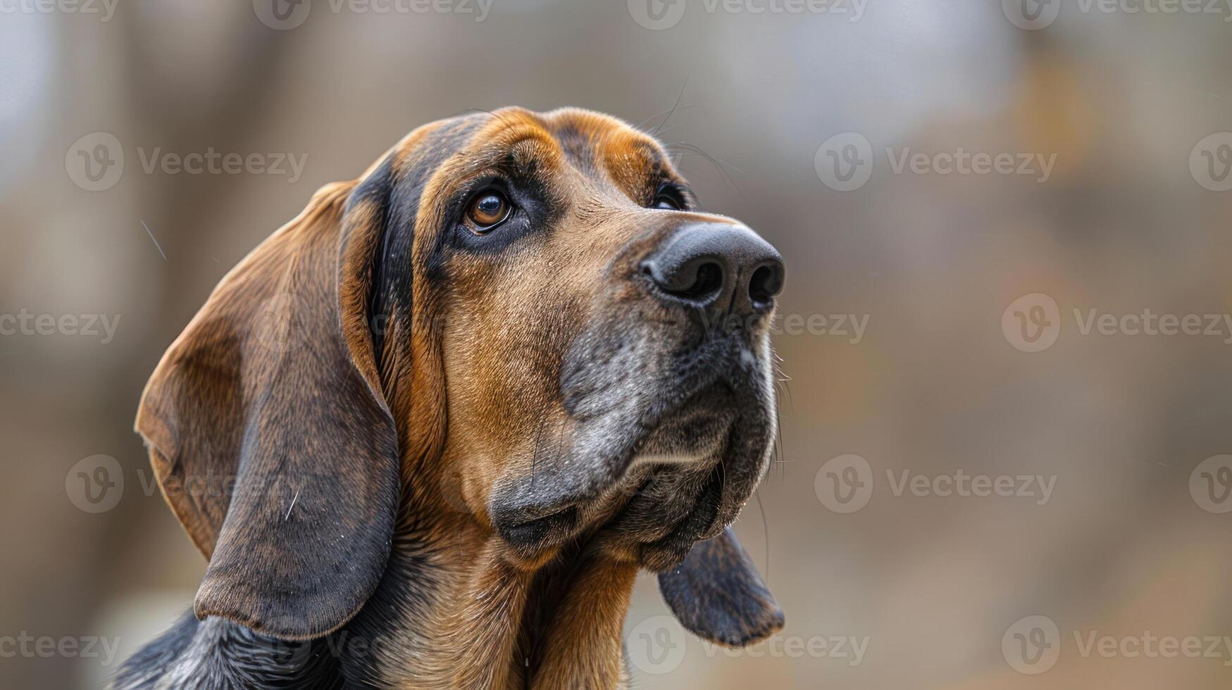 A close-up shot of a hound dog gazing thoughtfully against a blurred natural background photo