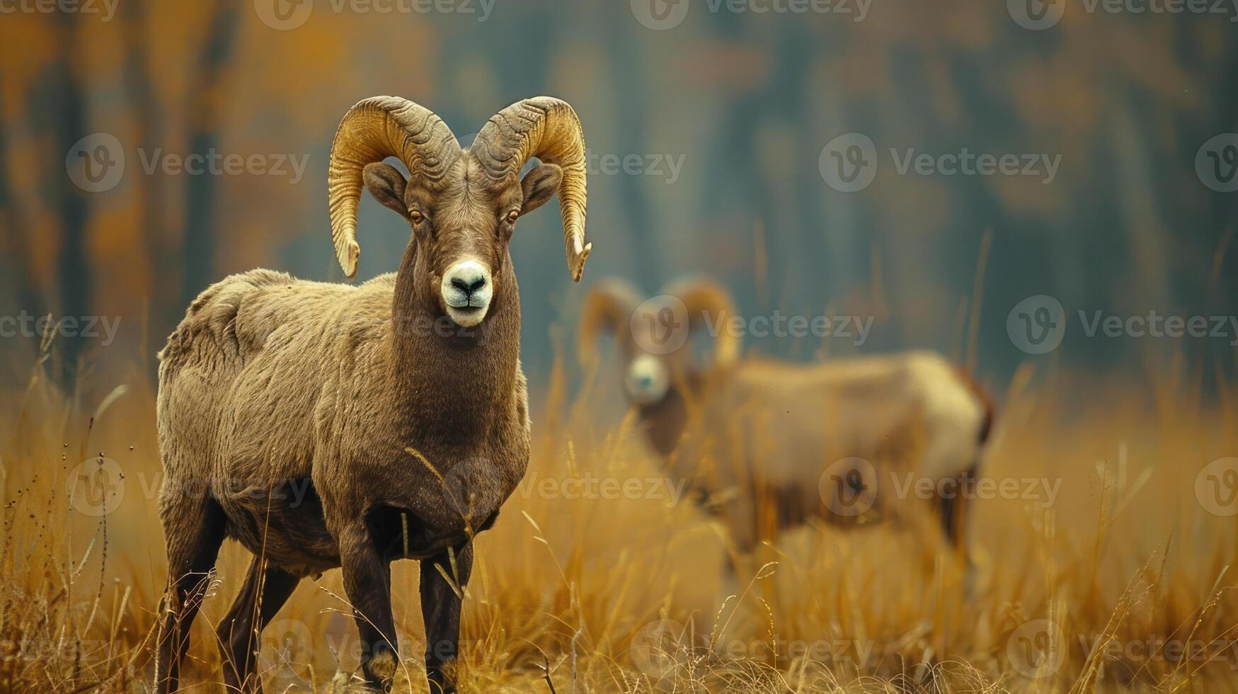 Majestic rams standing in a golden meadow during autumn, showcasing nature's beauty and tranquility photo