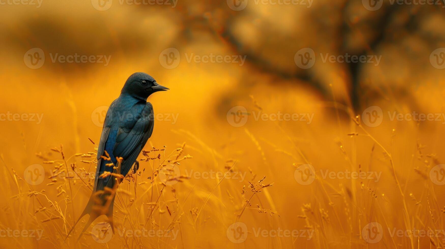 A solitary blue bird perched in golden grass, surrounded by a tranquil autumn landscape photo