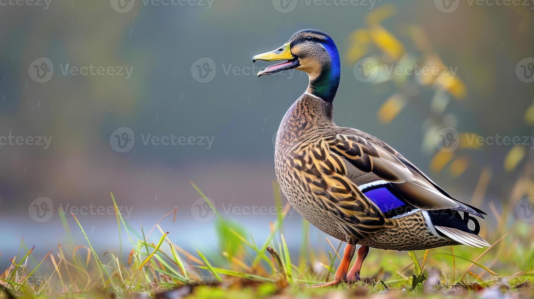 Vibrant male duck standing on the grass near a serene lake, surrounded by autumn foliage photo