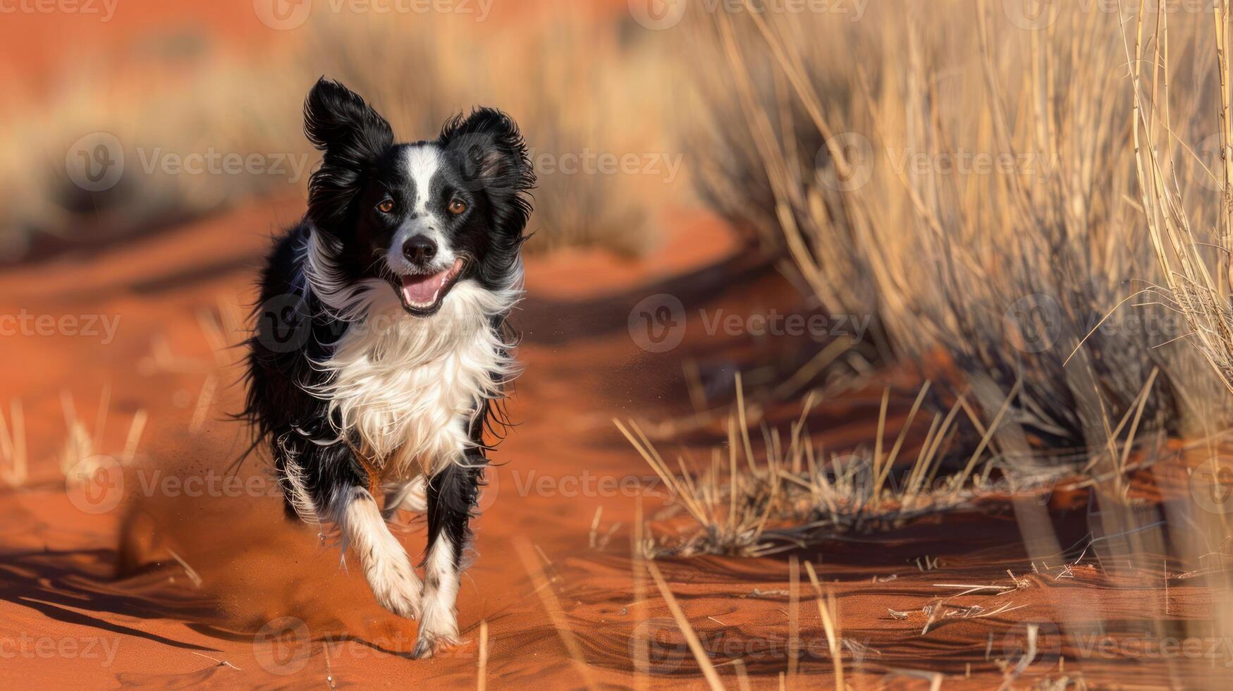 Playful dog running joyfully across sandy desert landscape with sparse vegetation in background photo