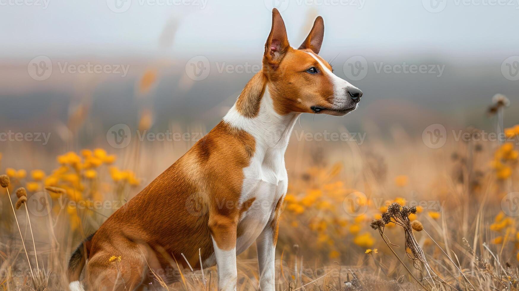 A Basenji dog sits gracefully in a field of wildflowers under a cloudy sky, exuding calmness photo
