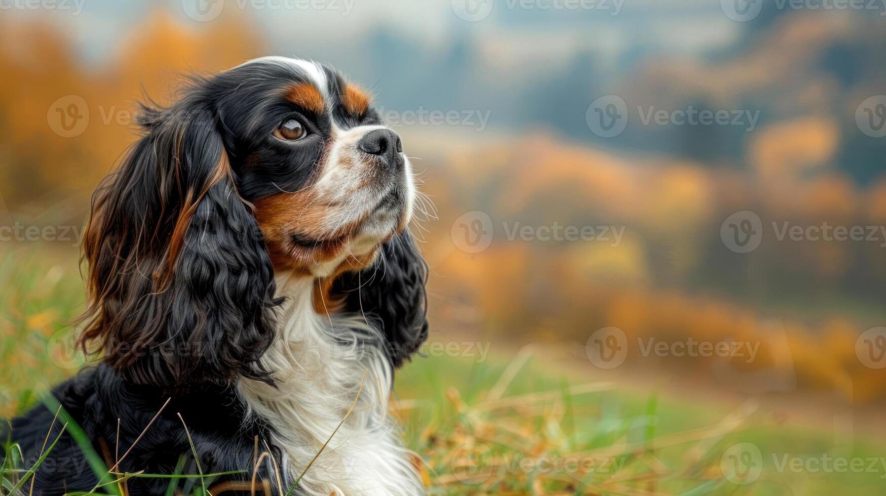 A regal dog gazing thoughtfully amidst a colorful autumn landscape in a serene setting photo