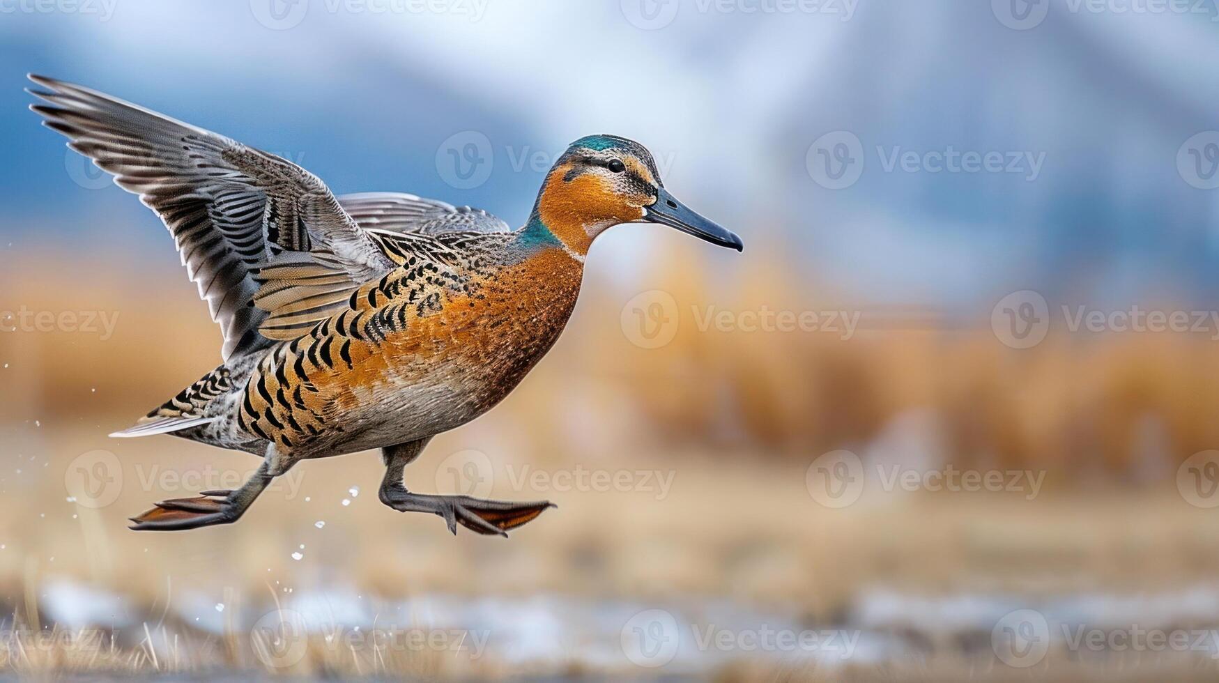 A vibrant duck in mid-flight over a serene wetland, showcasing nature's beauty and wildlife photo