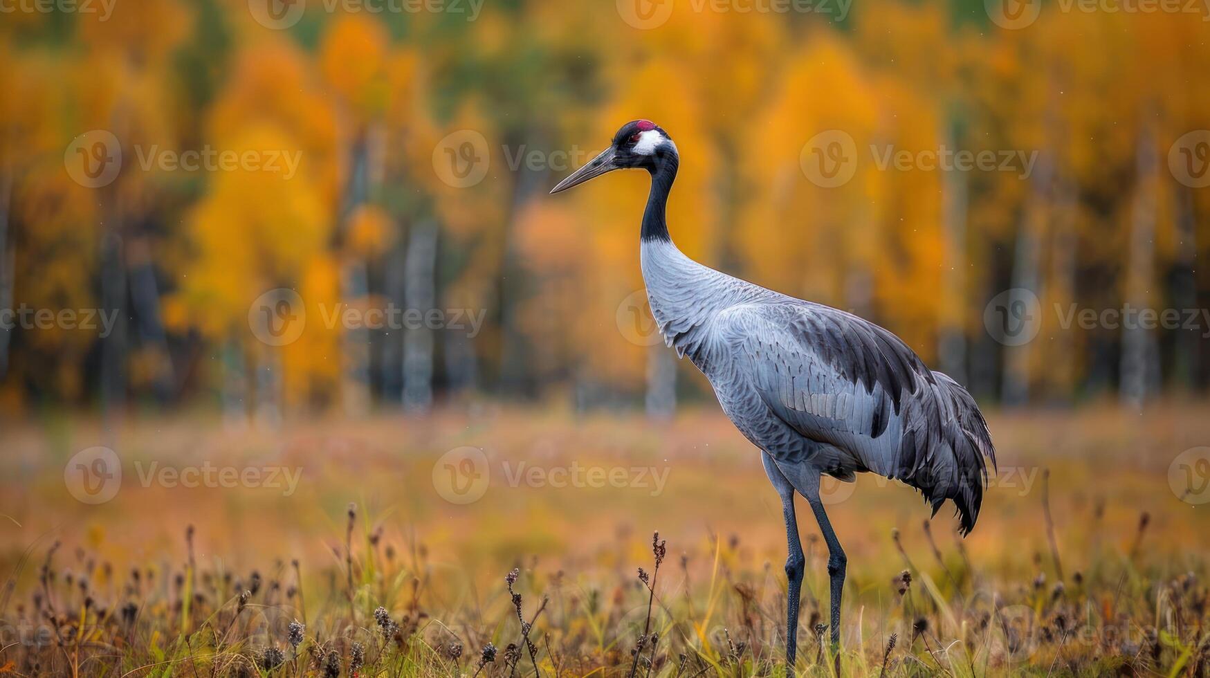A majestic crane stands gracefully in a vibrant autumn landscape, surrounded by golden foliage photo