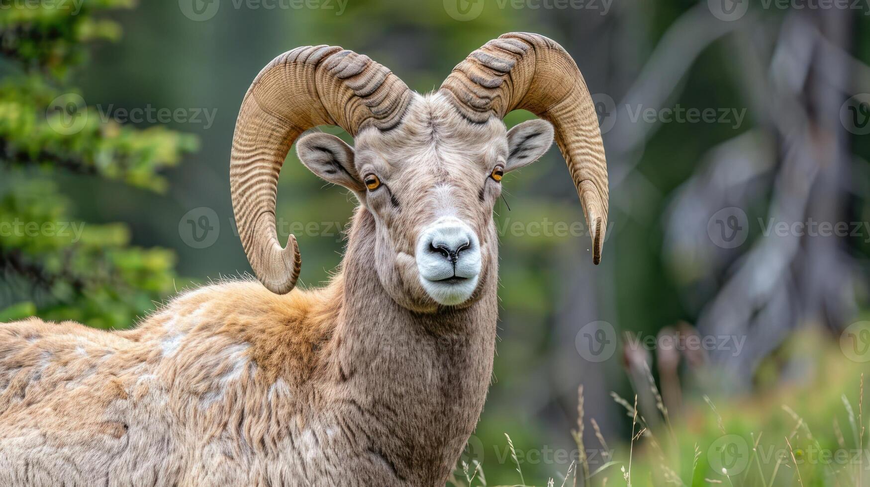 Majestic bighorn sheep standing in a lush green meadow, surrounded by towering trees and nature photo