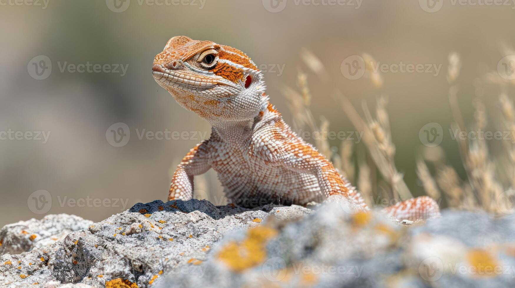 A vibrant lizard basking on a rocky surface, surrounded by dry grass and blurred background photo