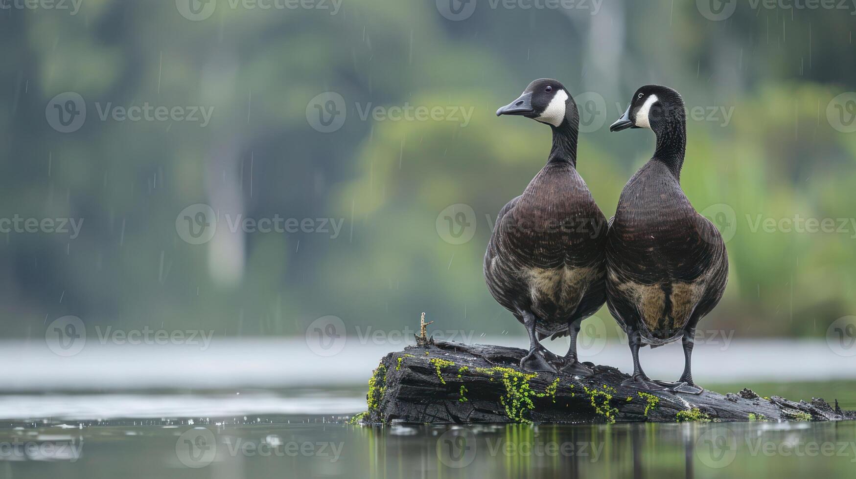 Two ducks perched on a moss-covered log by a tranquil lake during a gentle rain, surrounded by lush greenery photo