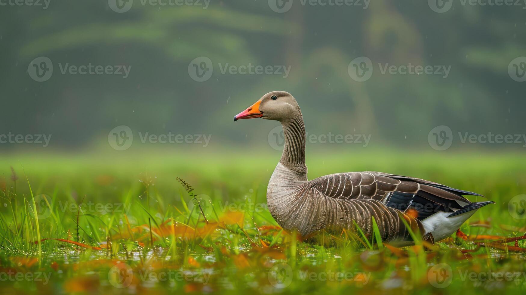 Graceful goose standing amidst lush green grass and soft rain in a tranquil natural setting photo