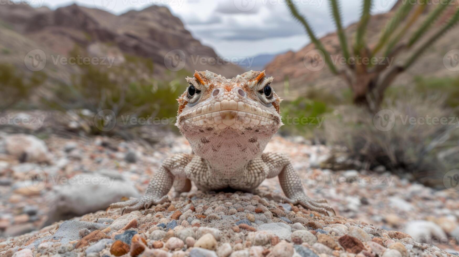 Close-up of a lizard on rocky terrain in a desert landscape with mountains in the background photo