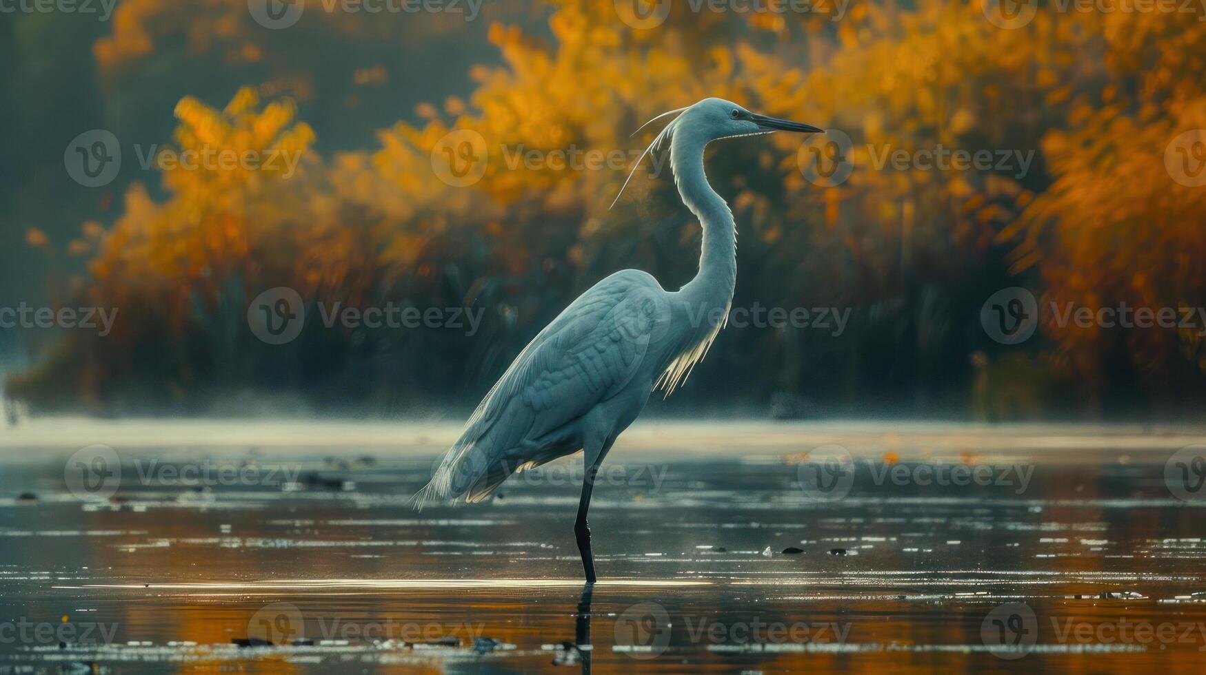 Elegant white heron standing in tranquil water surrounded by autumn foliage at dawn photo