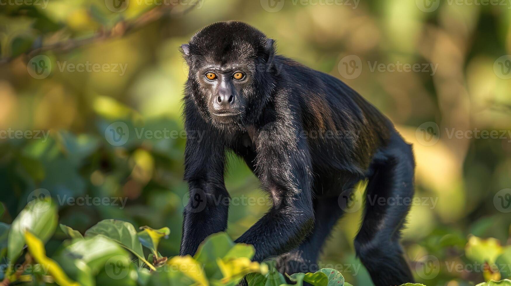 A black monkey cautiously navigating through vibrant green foliage in a lush jungle setting photo