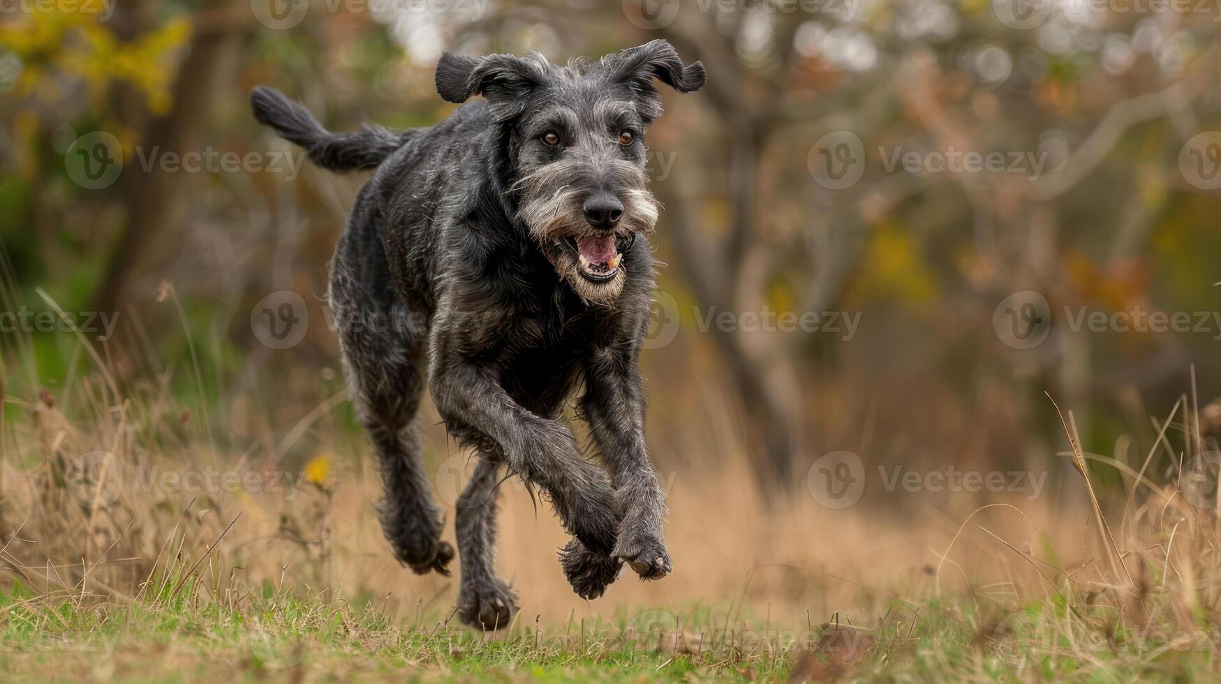 Playful black dog joyfully running through a grassy field with trees in the background photo