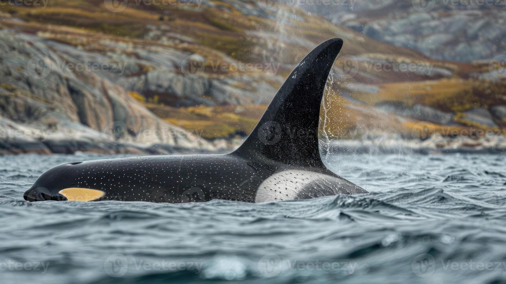 Majestic orca swimming in tranquil waters with rocky coastline and lush hills in background photo