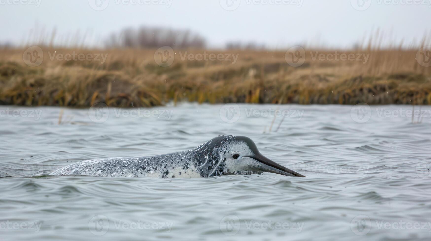 Loon swimming gracefully in a serene wetland, surrounded by tall grasses under a cloudy sky photo