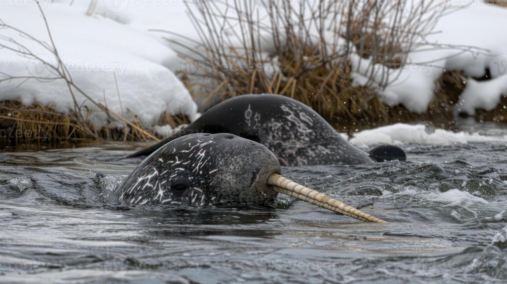 Two narwhals swimming in a snowy landscape, showcasing their unique tusks in the icy water photo