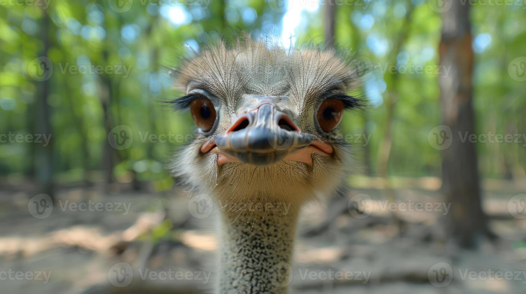 Close-up of an ostrich's face in a forest, showcasing its curious expression amidst greenery photo