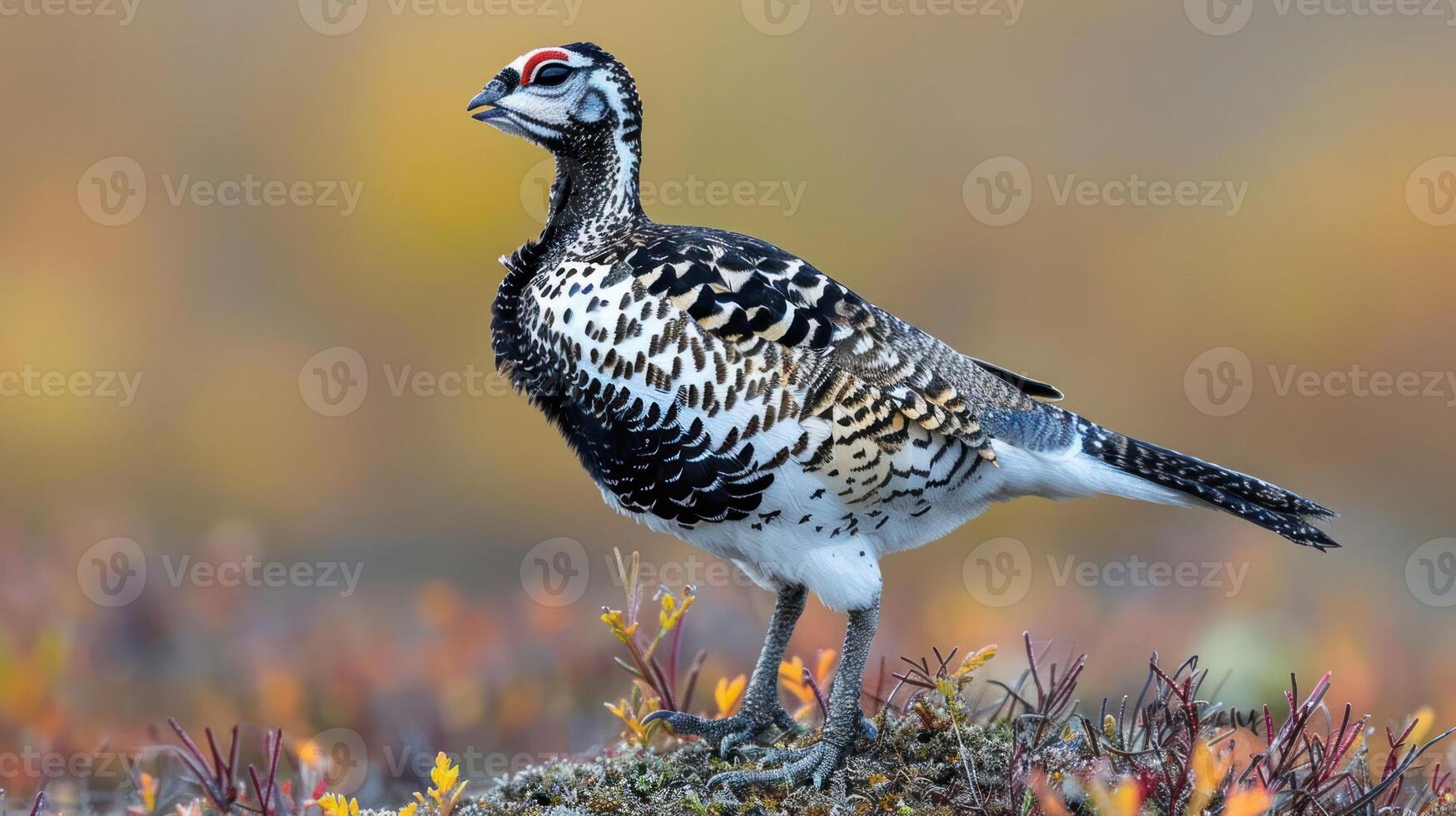 A striking bird with intricate plumage stands on a mossy rock amidst vibrant autumn foliage photo