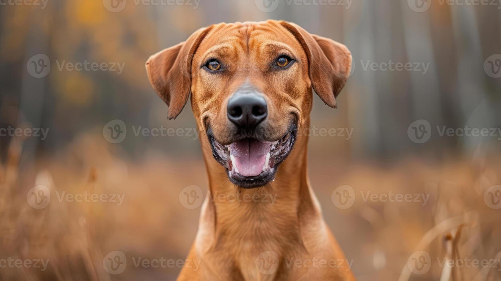 Happy dog posing in autumn forest with vibrant foliage and soft sunlight filtering through trees photo
