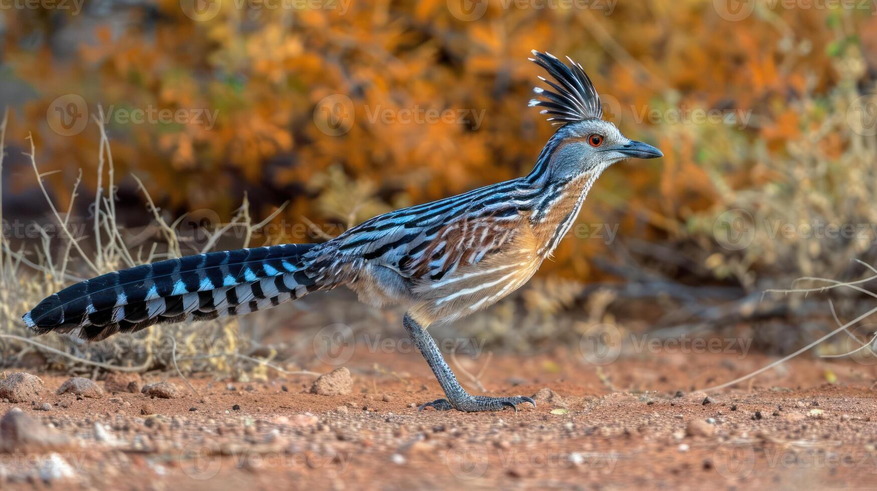 Colorful bird walking through arid landscape with vibrant foliage in the background photo