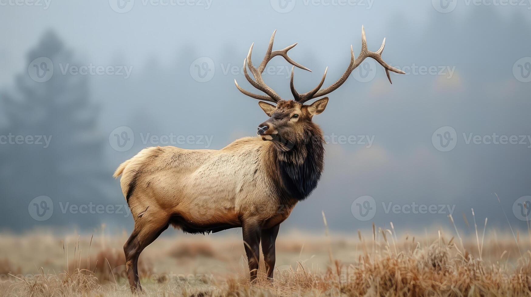 Majestic elk standing proudly in a misty meadow, surrounded by soft autumn foliage and trees photo
