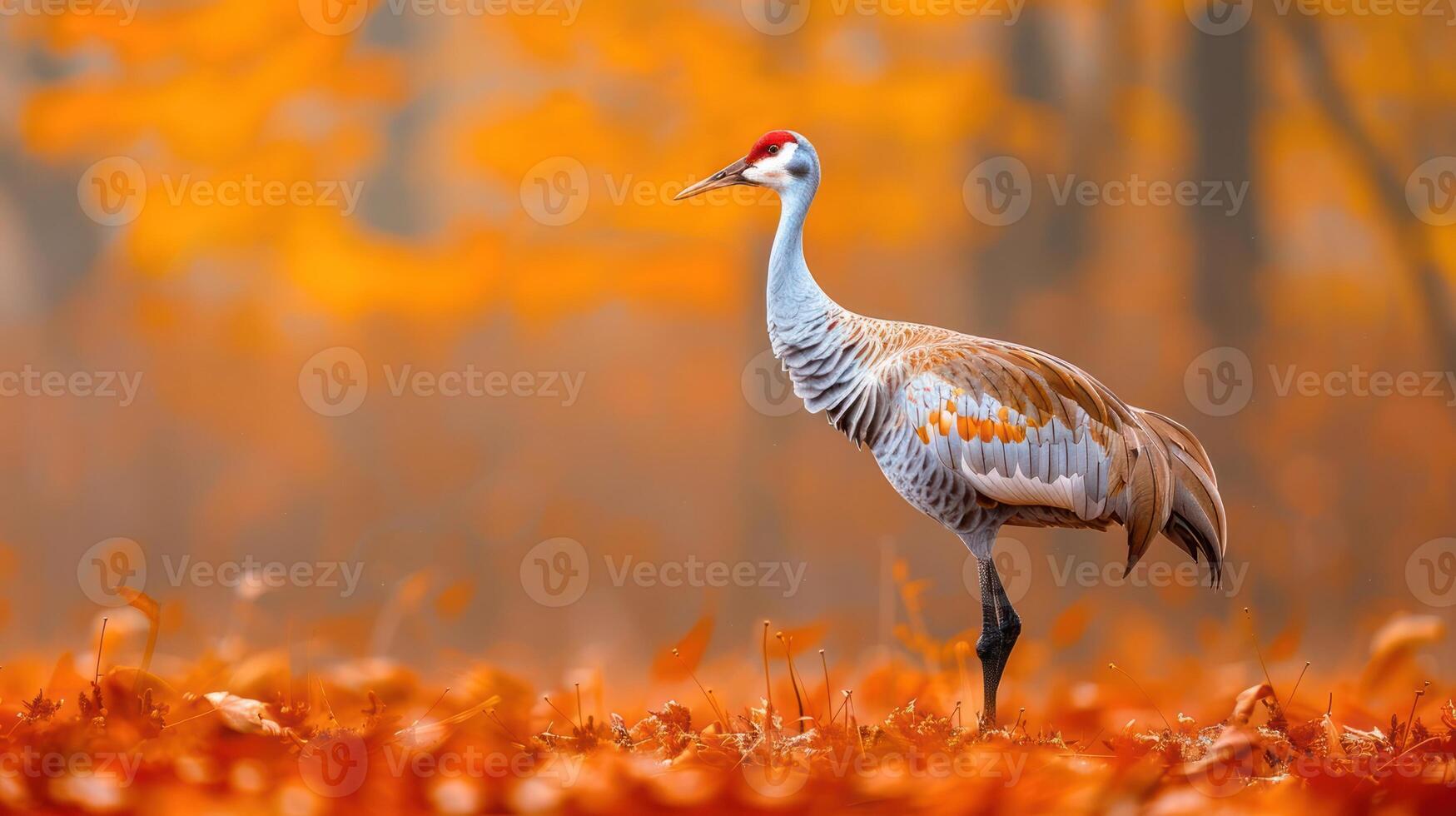 Elegant crane standing amidst vibrant autumn foliage in a serene forest setting photo