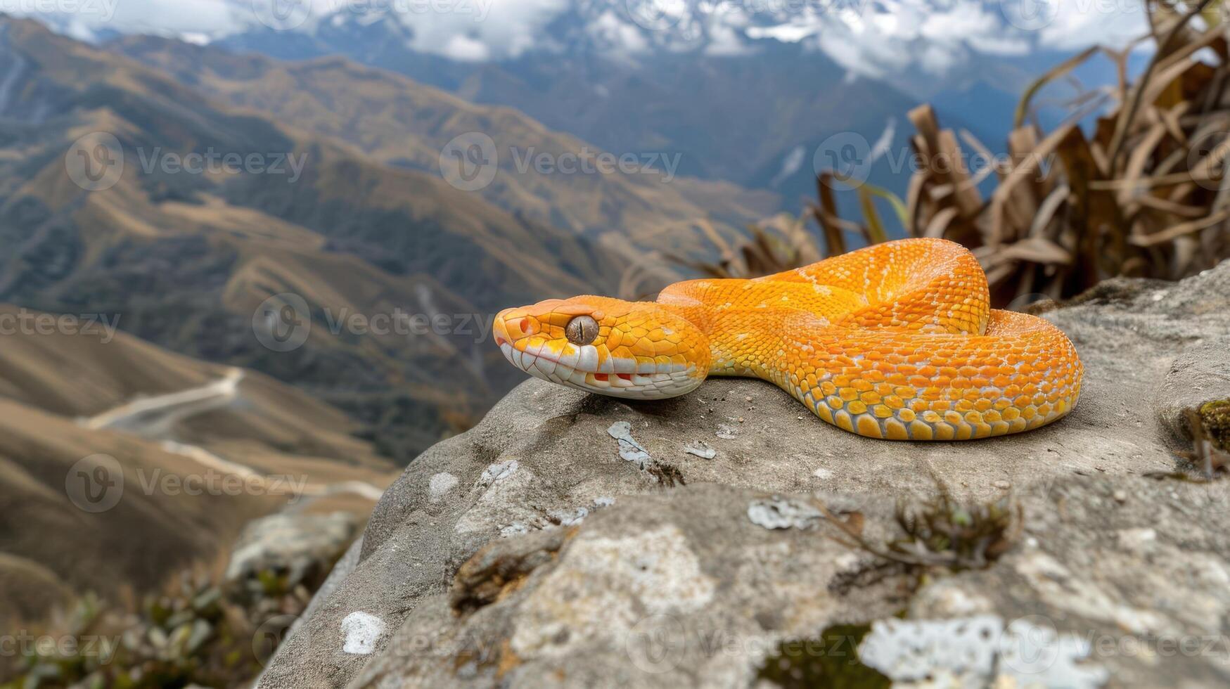 Vibrant orange snake resting on a rocky ledge with mountainous landscape and clouds in the background photo