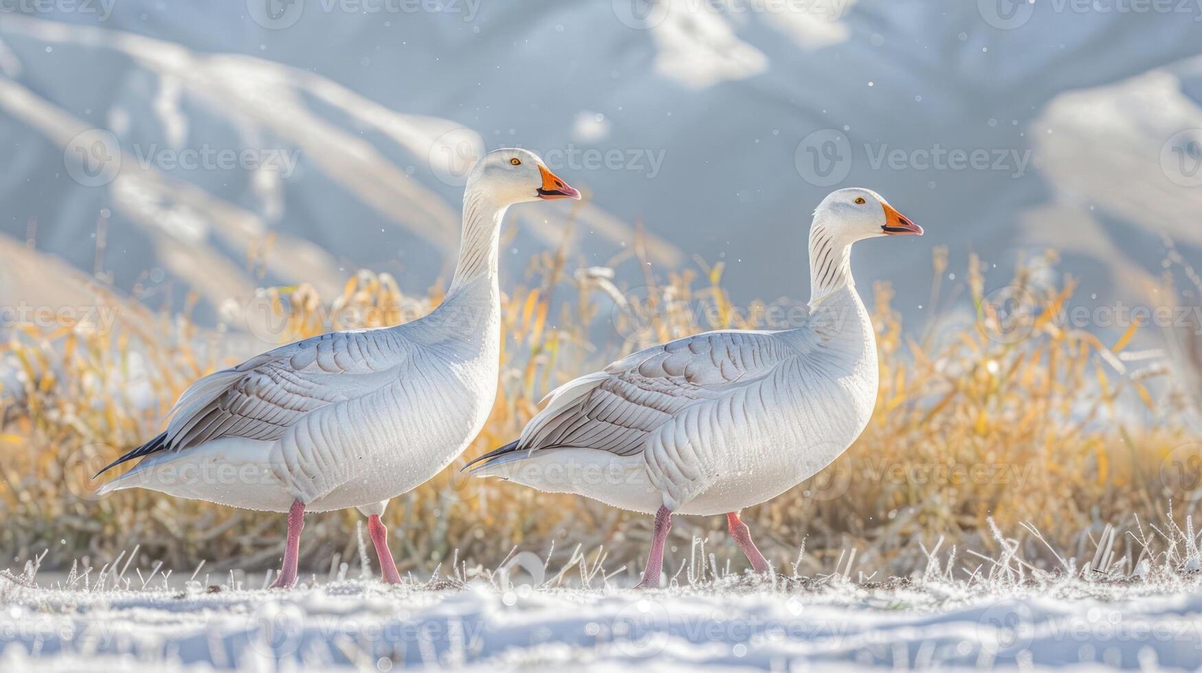 Two white geese walking gracefully in a snowy landscape with mountains in the background photo