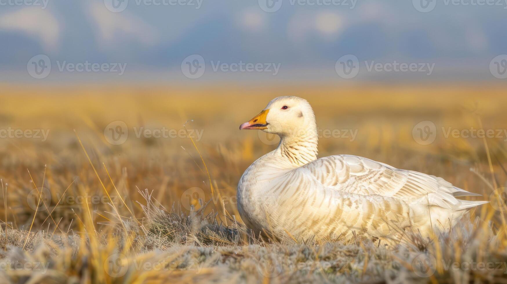 Snow Goose resting in a golden grassland at dawn, with distant mountains in the background photo