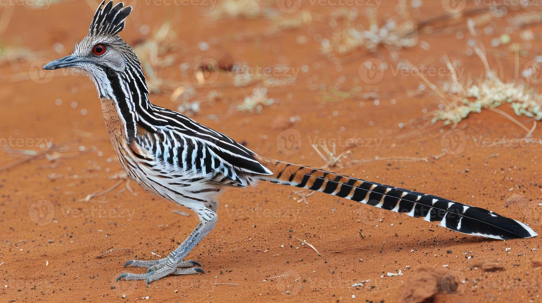Striking bird with long tail and unique plumage standing on sandy terrain in natural habitat photo