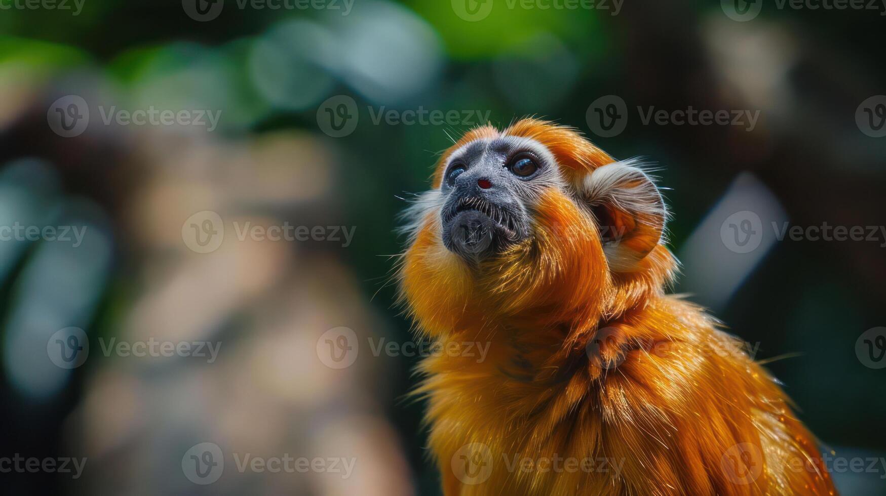 Golden monkey gazing upwards amidst a lush green environment, capturing a moment of curiosity photo