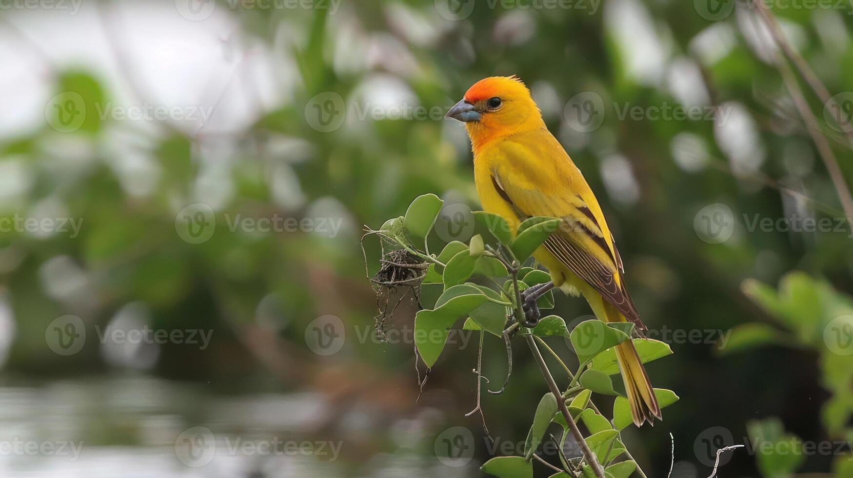 Vibrant yellow bird perched on green foliage near a tranquil water body in a natural setting photo