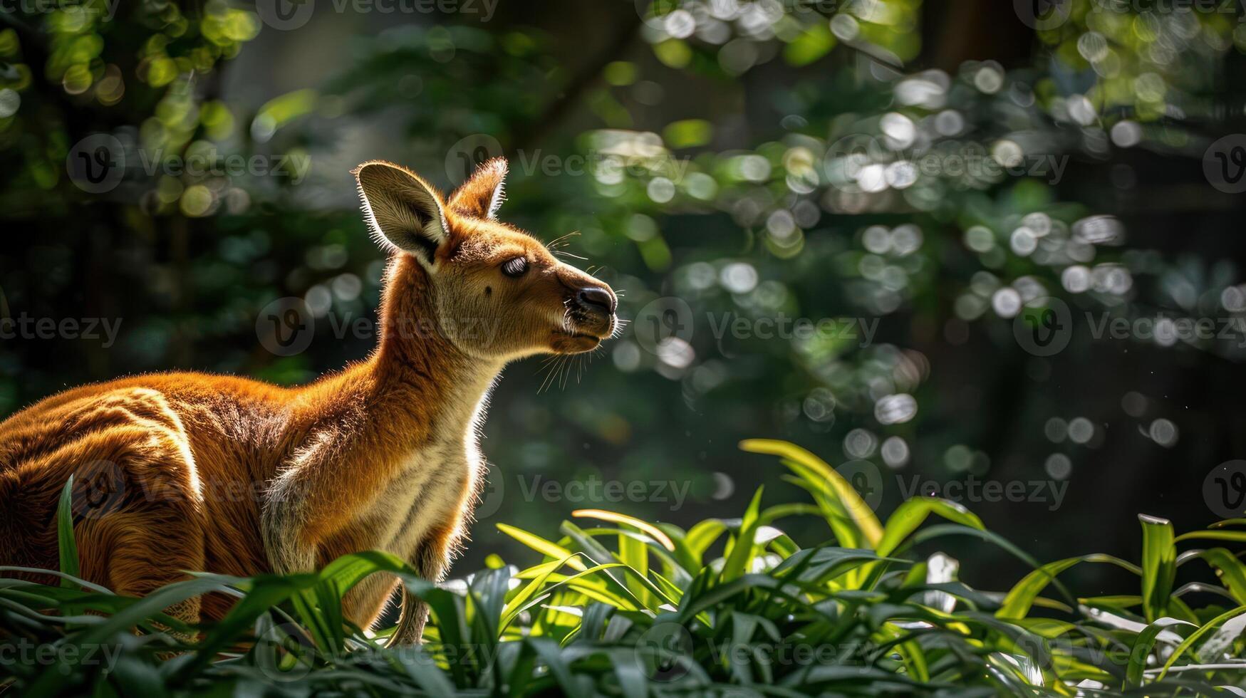 A kangaroo peacefully grazing among lush green foliage in a sunlit forest setting photo